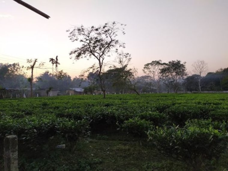 Cinnamora Tea Estate-5